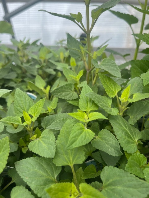 Mango Tango Hummingbird Mint - Agastache - Anise Hyssop - Quart Pot - Hardy