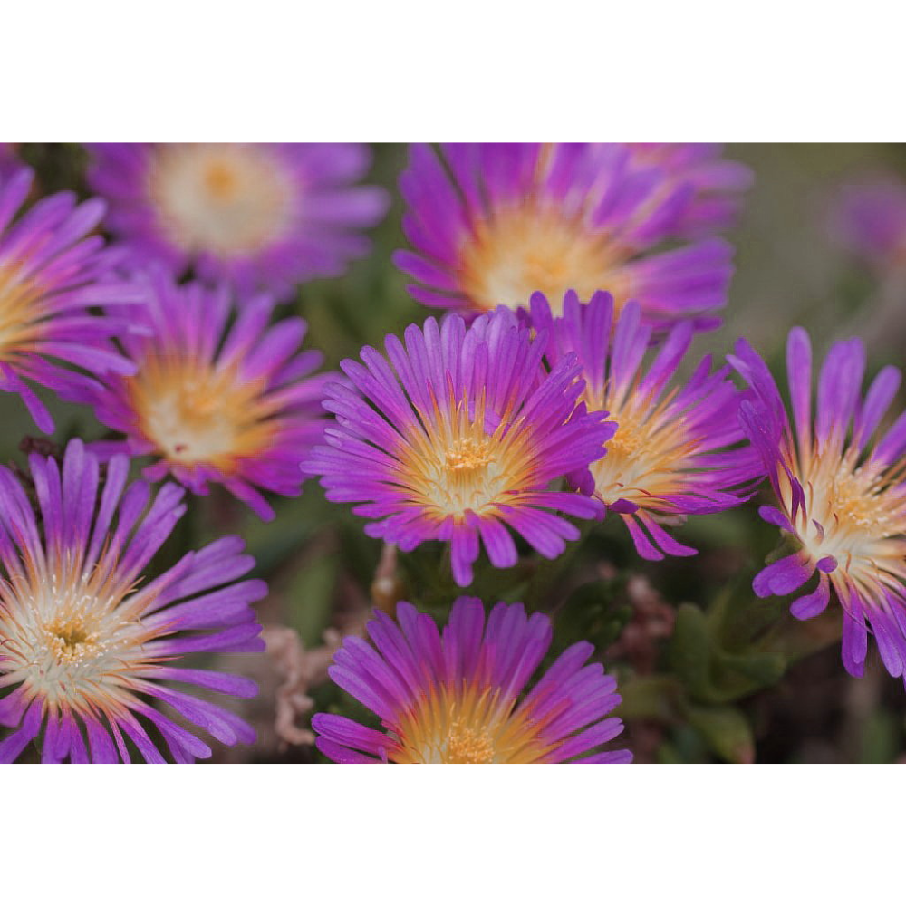 Violet Wonder Ice Plant - Perennial - Delosperma - Quart Pot - Live Plant