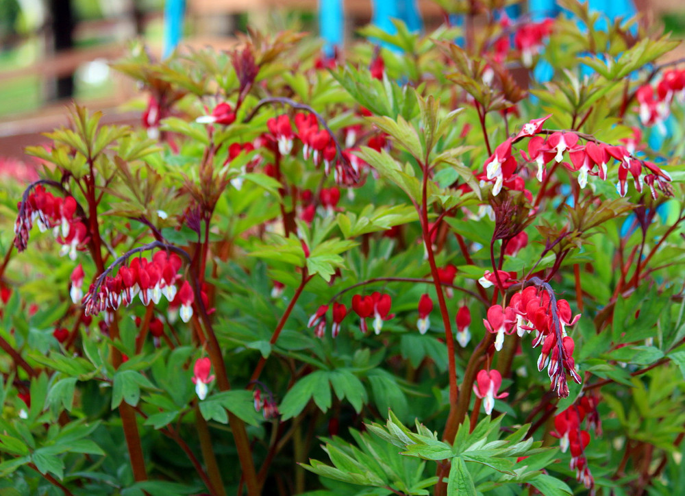 Valentine Bleeding Heart - Dicentra spectabilis - Gallon Pot - Perennial