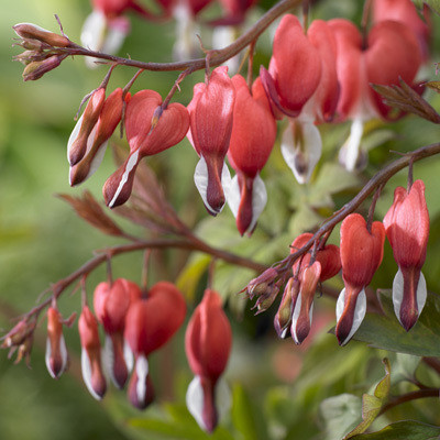 Valentine Bleeding Heart - Dicentra spectabilis - Gallon Pot - Perennial