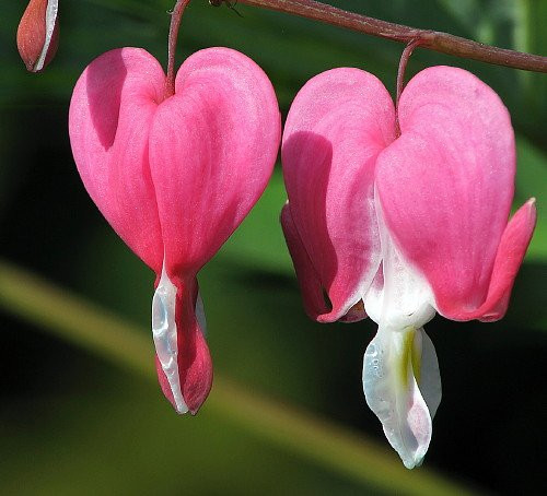Dicentra spectabilis - Old Fashioned Bleeding Hearts - Gallon Pot