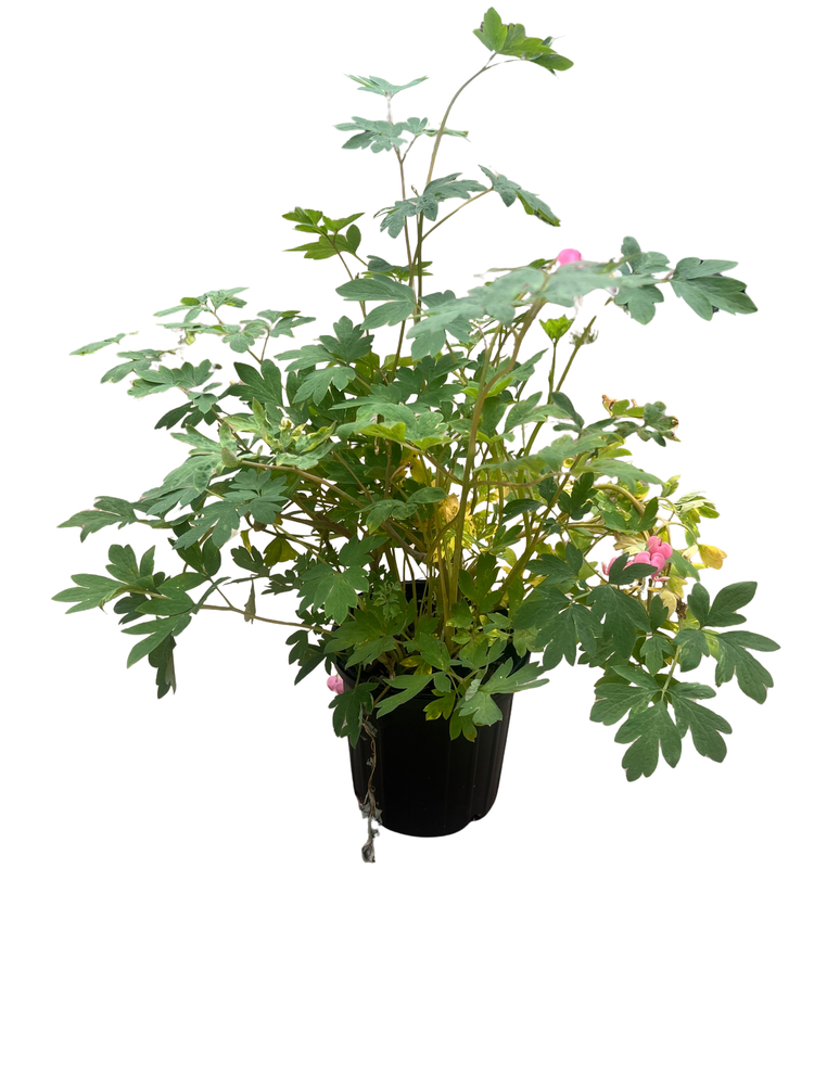Dicentra spectabilis - Old Fashioned Bleeding Hearts - Gallon Pot