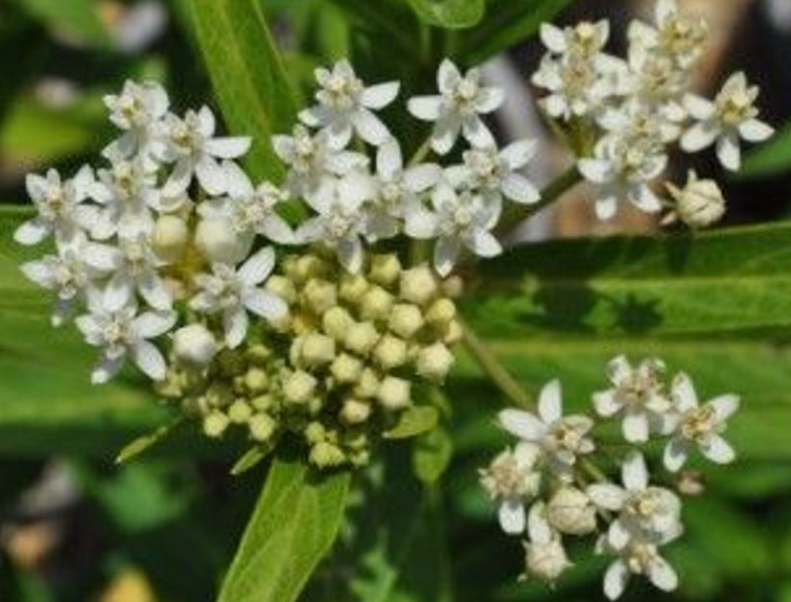 Ice Ballet Butterfly Milkweed - Asclepias - Live Plant - Gallon Pot