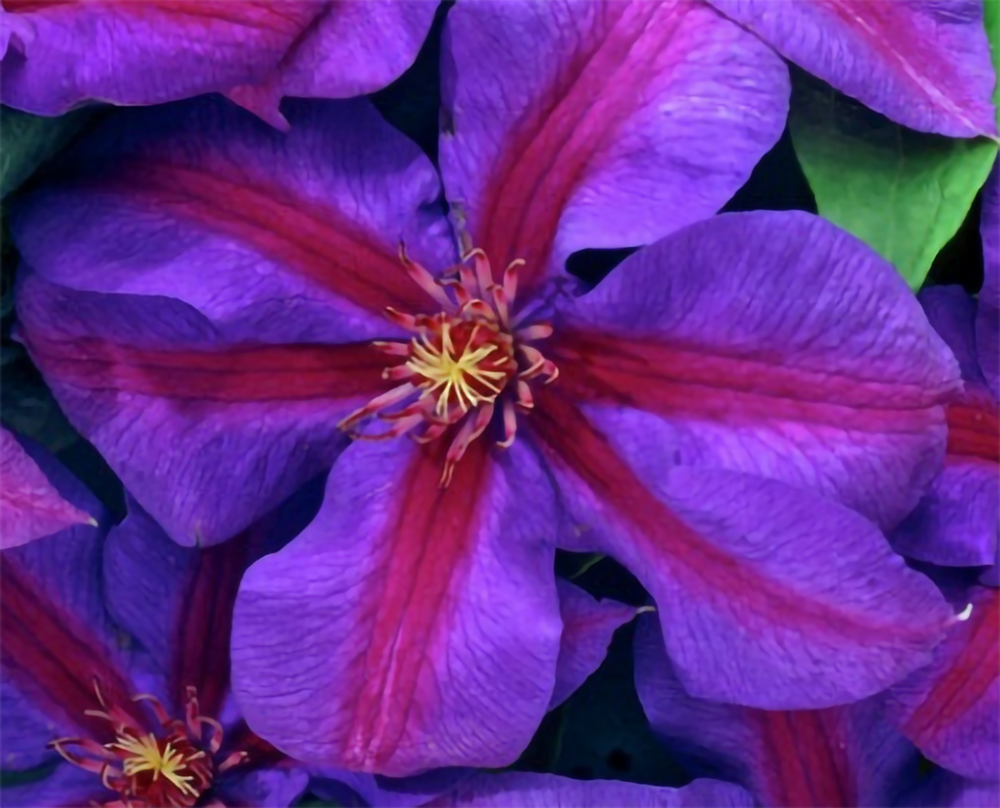 Mrs. N. Thompson Clematis Vine - 2.5" Pot- Purple & Scarlet Blooms