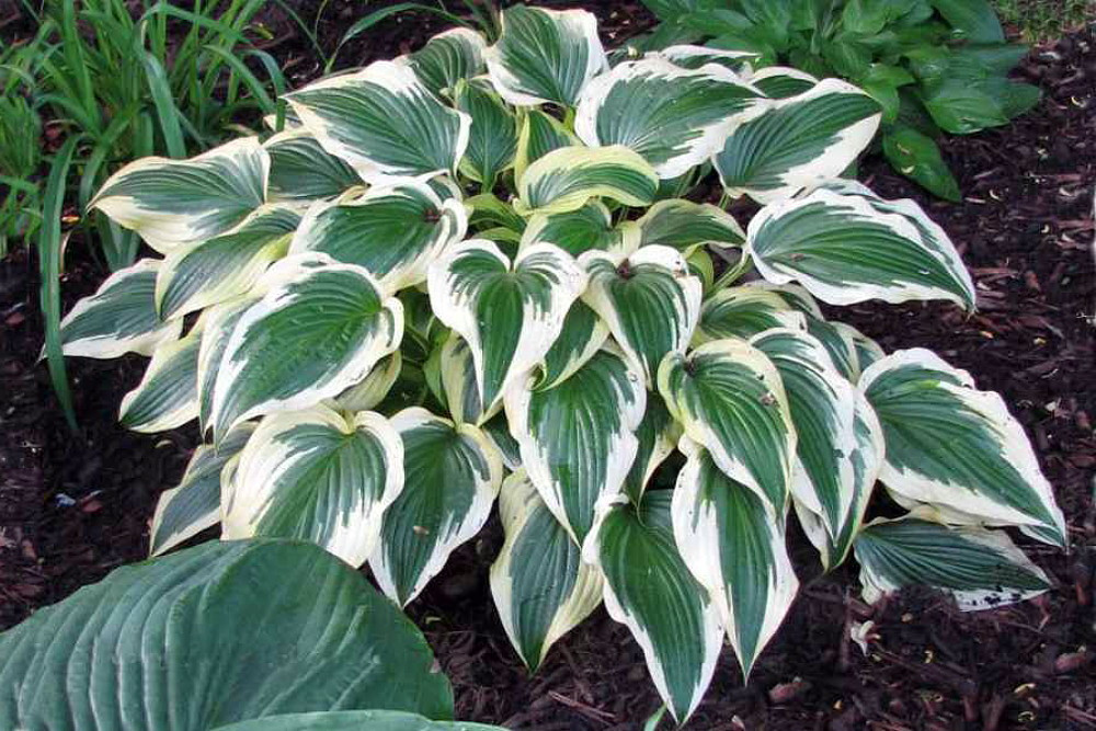 Fantabulous Hosta - Cream & Green - Live Plant- Quart Pot