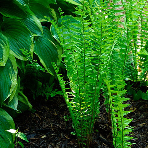 Hardy Tokyo Wood Fern - Quart Pot - Dryopteris tokyoensis