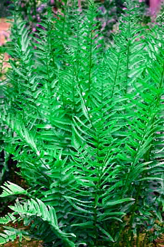 Hardy Tokyo Wood Fern - Quart Pot - Dryopteris tokyoensis