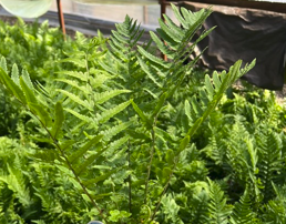 Hardy Tokyo Wood Fern - Quart Pot - Dryopteris tokyoensis