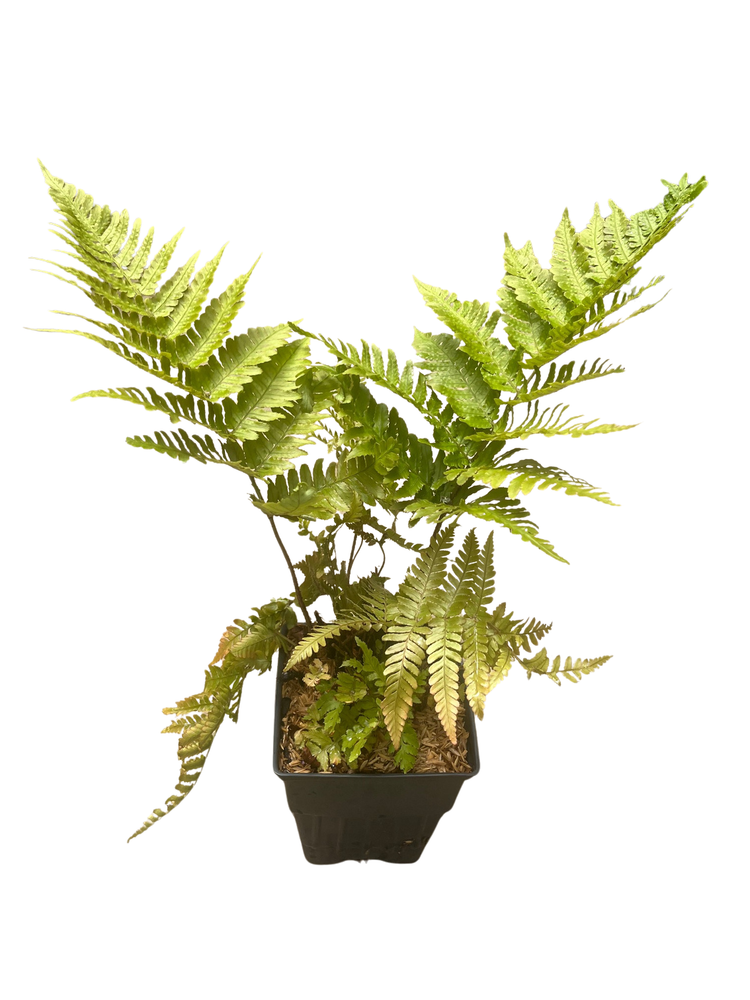 Brilliance Autumn Fern - Quart Pot - Dryopteris erythrosora