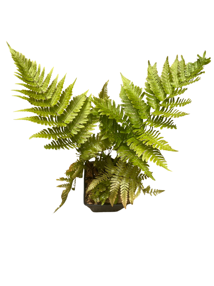 Brilliance Autumn Fern - Quart Pot - Dryopteris erythrosora