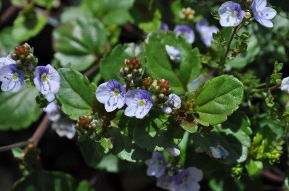 Waterperry Blue Veronica - Creeping Speedwell - Quart Pot - Live Plant
