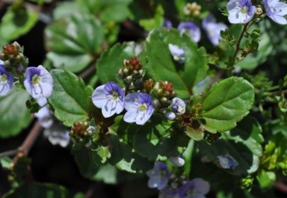 Waterperry Blue Veronica - Creeping Speedwell - Quart Pot - Live Plant