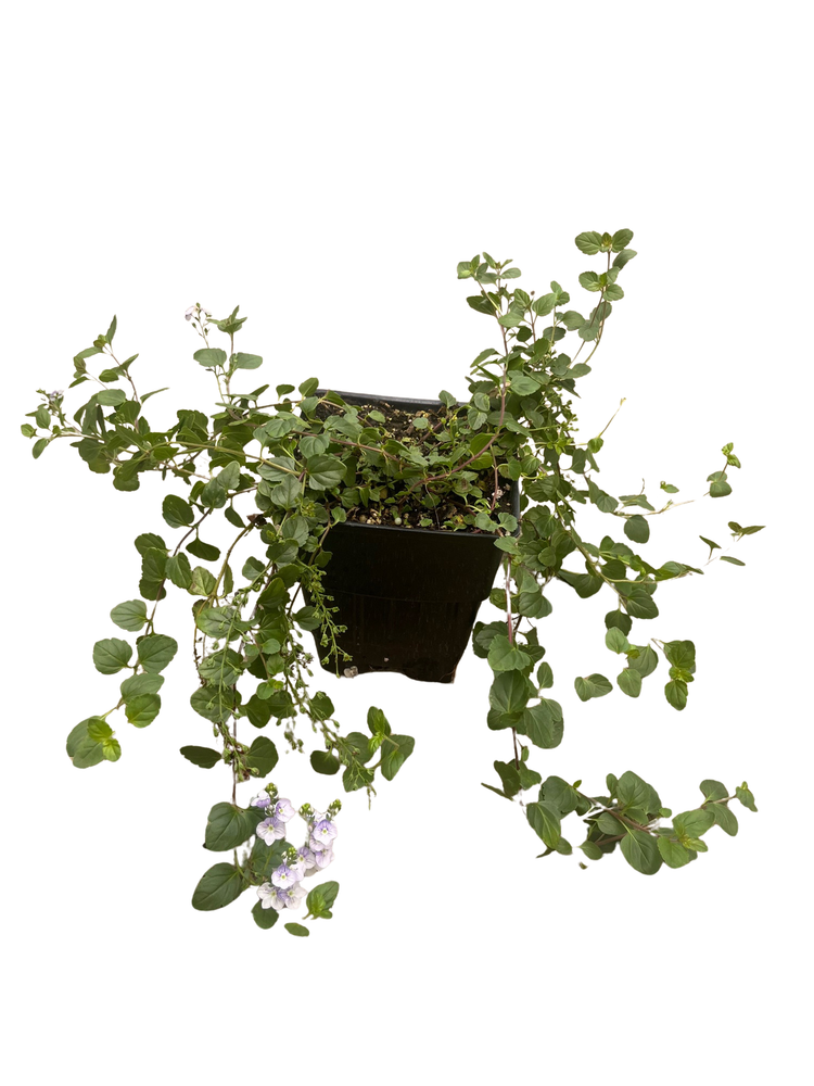 Waterperry Blue Veronica - Creeping Speedwell - Quart Pot - Live Plant