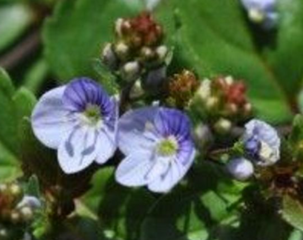 Waterperry Blue Veronica - Creeping Speedwell - Quart Pot - Live Plant