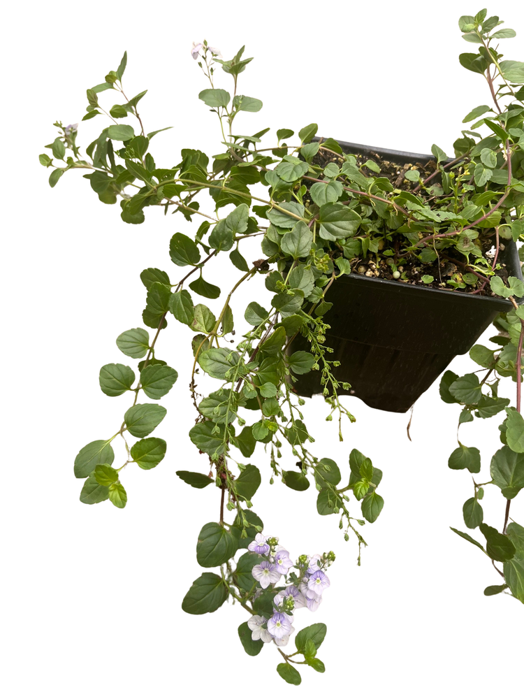 Waterperry Blue Veronica - Creeping Speedwell - Quart Pot - Live Plant
