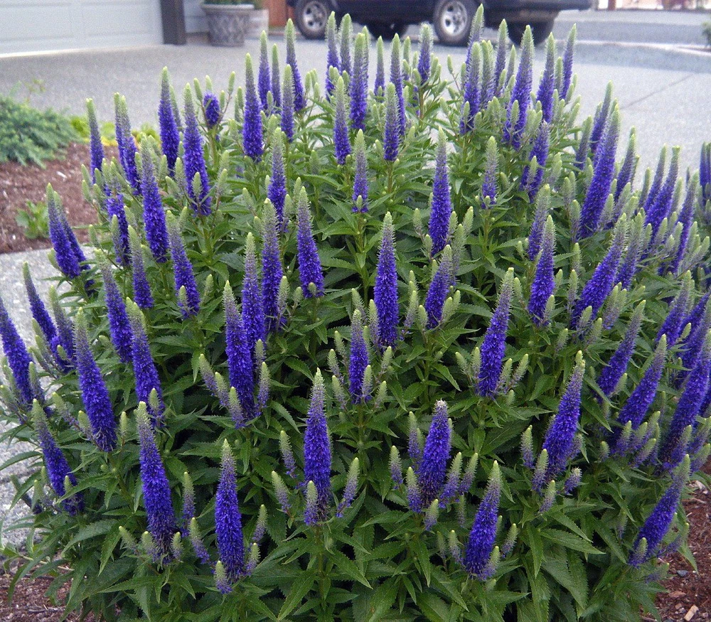 Royal Candles Veronica- Perennial - Spicata - Quart Pot - Dwarf