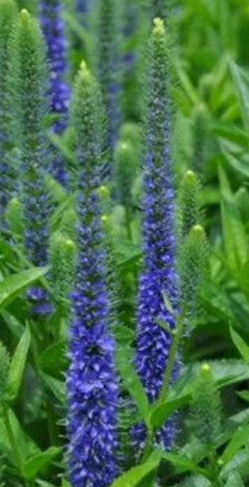 Royal Candles Veronica- Perennial - Spicata - Quart Pot - Dwarf