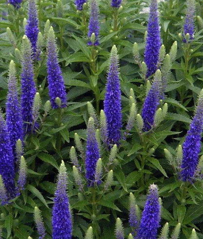 Royal Candles Veronica- Perennial - Spicata - Quart Pot - Dwarf