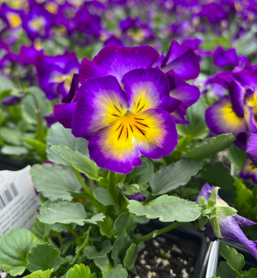 Halo Violet Hardy Violet Perennial  - Viola - Quart Pot - Live Plant
