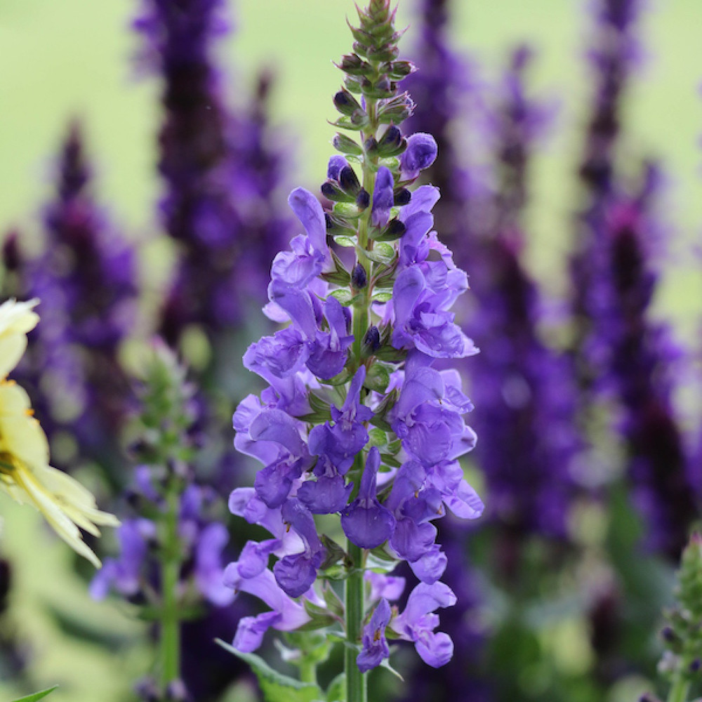 Sky Blue Marvel Salvia - Nemorosa - Meadow Sage - Quart Pot