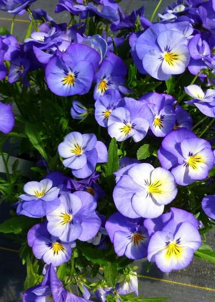 Halo Sky Blue Hardy Violet - Perennial  - Viola - Quart Pot - Live Plant