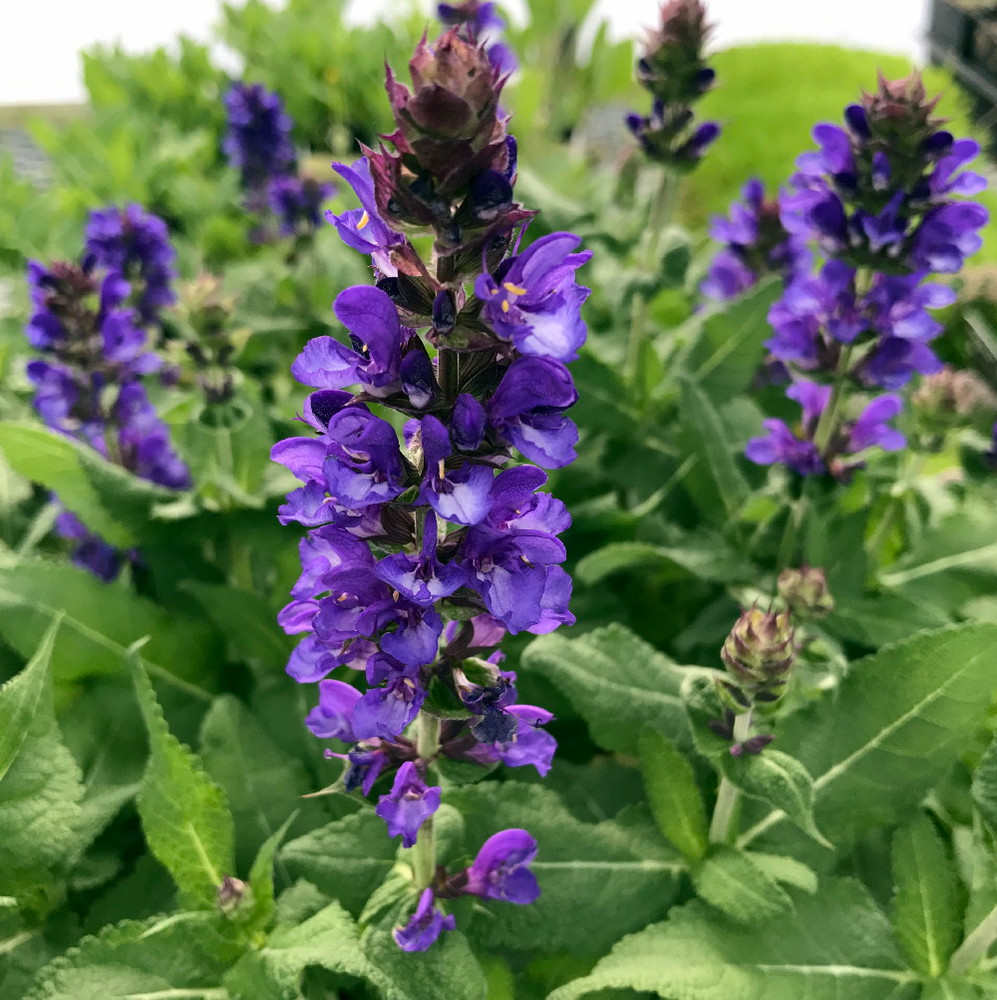 Blue Marvel Salvia - Meadow Sage - Quart Pot - Live Plant