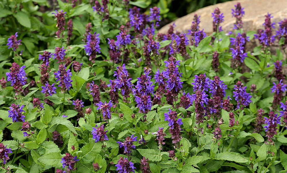 Blue Marvel Salvia - Meadow Sage - Quart Pot - Live Plant