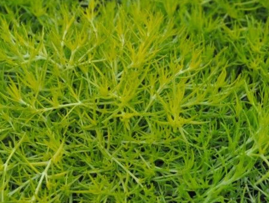 Scottish Moss - Sagina subulata Aurea - Quart Pot -  Very Hardy