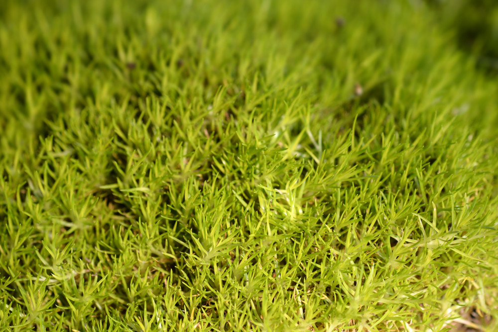 Scottish Moss - Sagina subulata Aurea - Quart Pot -  Very Hardy
