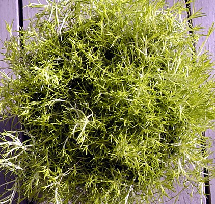 Scottish Moss - Sagina subulata Aurea - Quart Pot -  Very Hardy