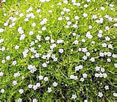 Scottish Moss - Sagina subulata Aurea - Quart Pot -  Very Hardy
