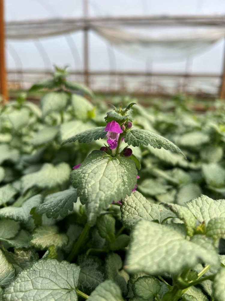 Purple Dragon Lamium - Creeping Lamium- Very Hardy/Shade - Quart Pot - Live Plant