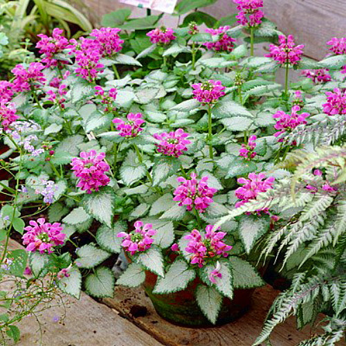 Purple Dragon Lamium - Creeping Lamium- Very Hardy/Shade - Quart Pot - Live Plant