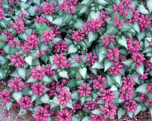 Purple Dragon Lamium - Creeping Lamium- Very Hardy/Shade - Quart Pot - Live Plant