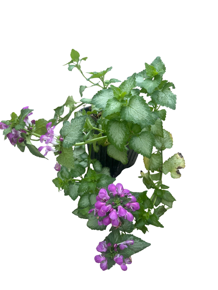 Purple Dragon Lamium - Creeping Lamium- Very Hardy/Shade - Quart Pot - Live Plant