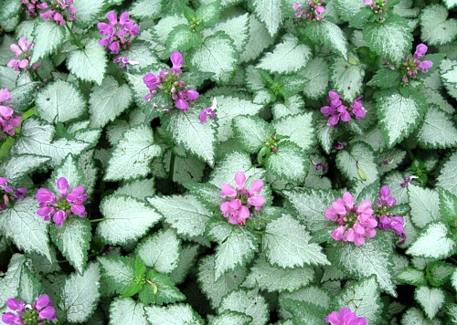 Orchid Frost Lamium - Creeping Lamium - Very Hardy/Shade - Quart Pot - Live Plant