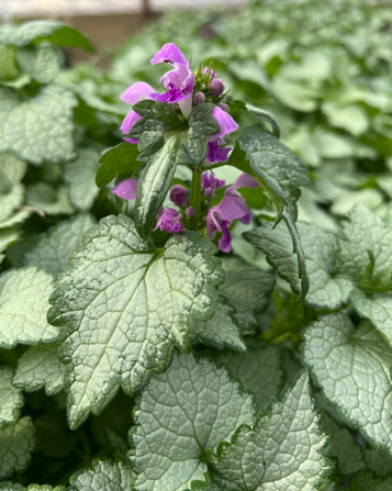 Orchid Frost Lamium - Creeping Lamium - Very Hardy/Shade - Quart Pot - Live Plant