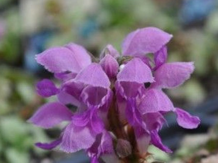 Orchid Frost Lamium - Creeping Lamium - Very Hardy/Shade - Quart Pot - Live Plant