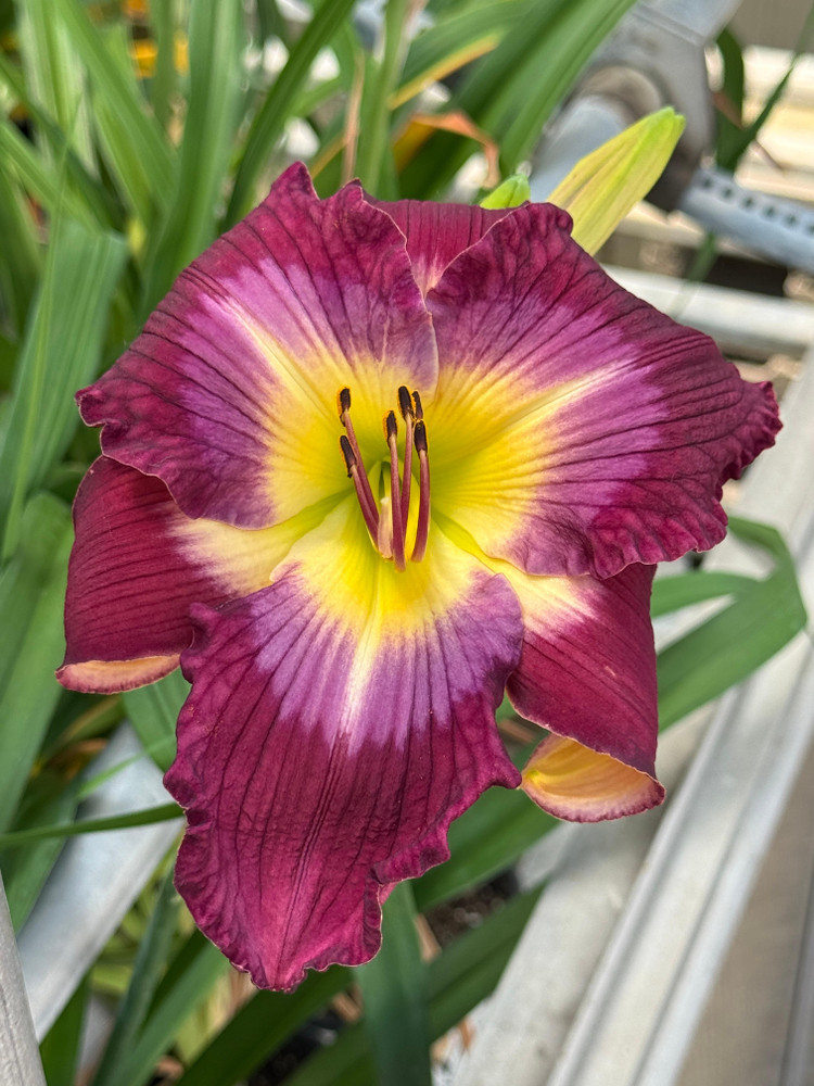 'Water Dragon' Daylily Perennial - Hemerocallis - Quart Pot