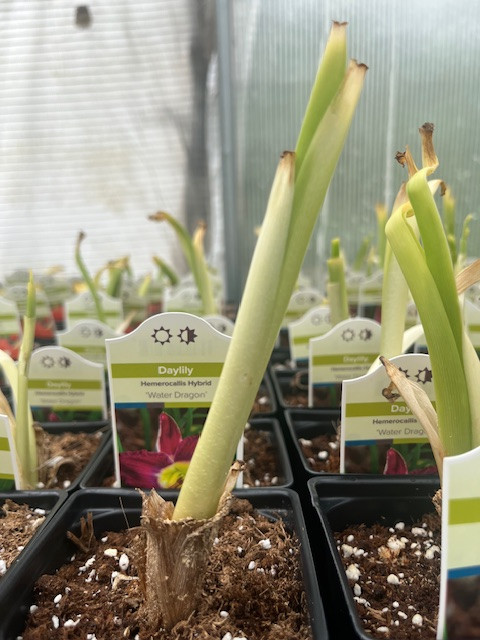 'Water Dragon' Daylily Perennial - Hemerocallis - 4" Pot