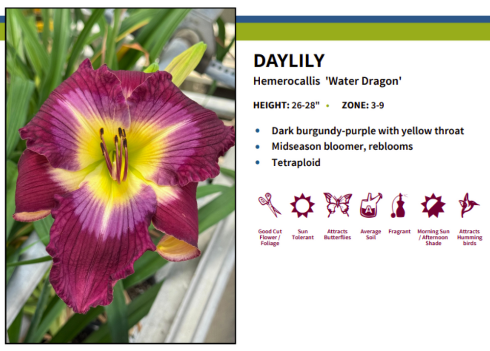 'Water Dragon' Daylily Perennial - Hemerocallis - Quart Pot