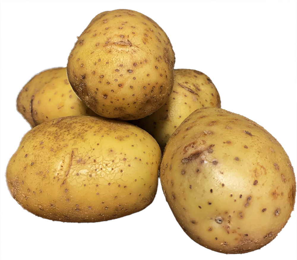 Yukon Gold Potato 6 Tubers/Seed Potatoes/Early Potato