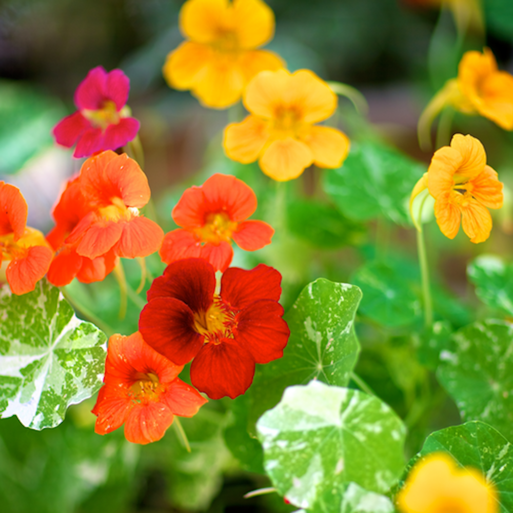 Nasturtium Herb -Dwarf Capucine - Tropaeolum - Edible/Pretty/Peppery - 4.33" Pot