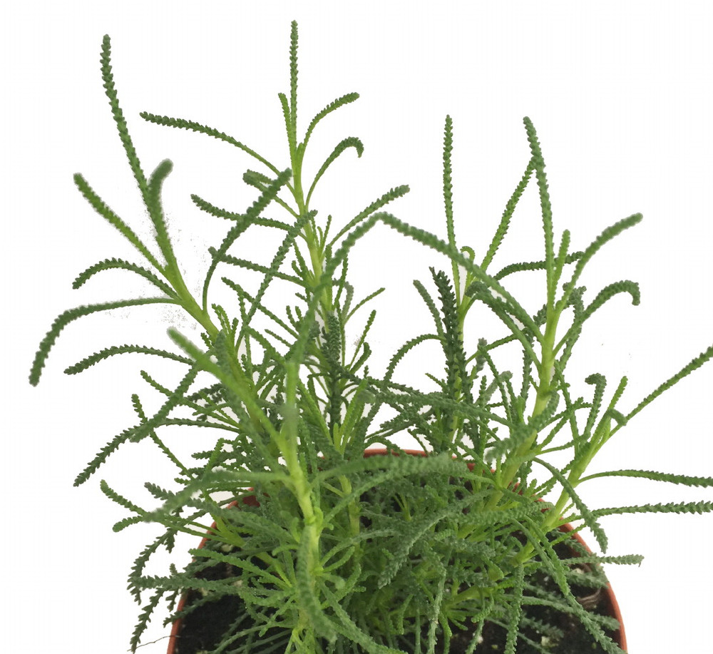 Green Santolina - Olive Herb Plant - Olive Scent for Cooking - 3" Pot