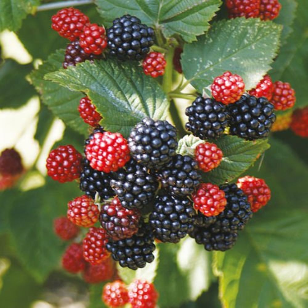 Chester Thornless Blackberry Plant - 3.25" Pot