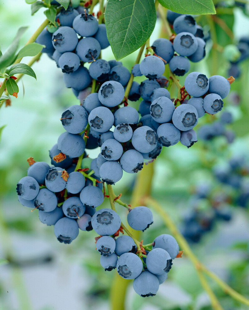Blue Crop Blueberry Plant - 2.5" Pot - Large/Delicious/Midseason - No Shipping to Washington State or Oregon