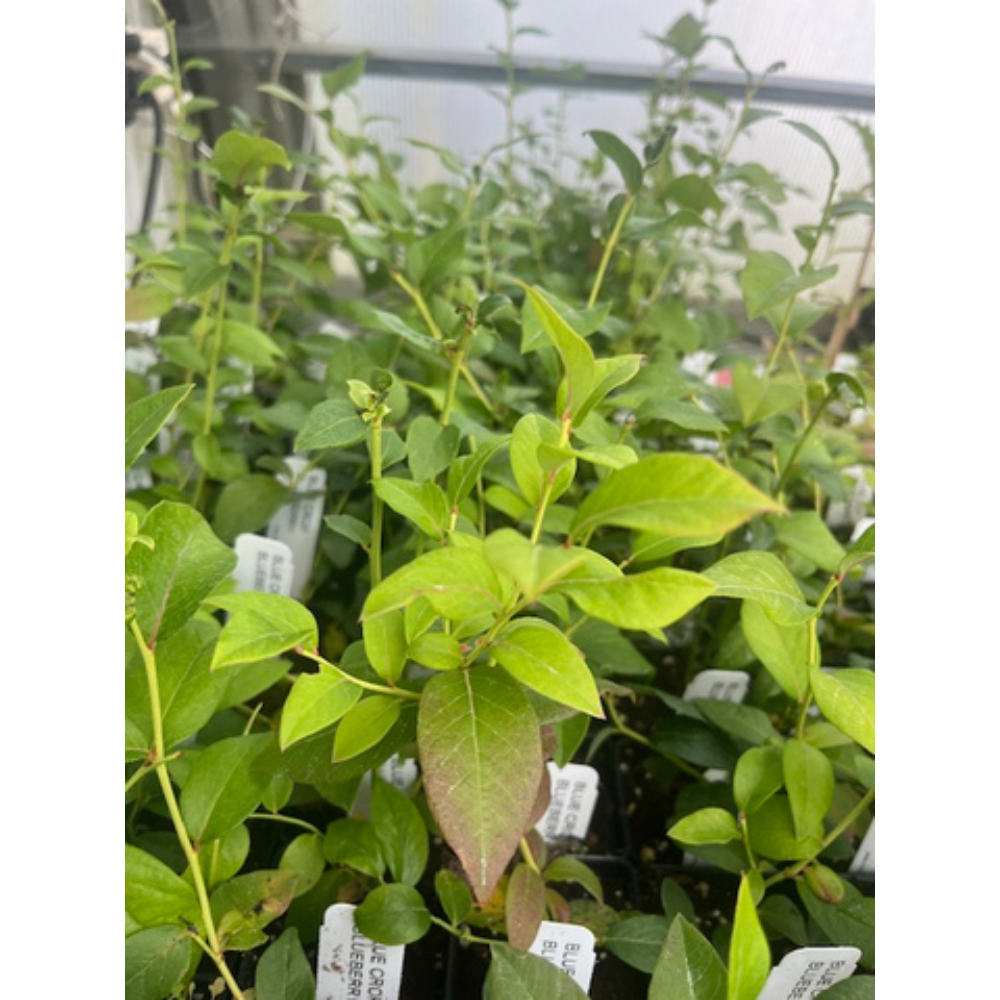 Blue Crop Blueberry Plant - 2.5" Pot - Large/Delicious/Midseason - No Shipping to Washington State or Oregon