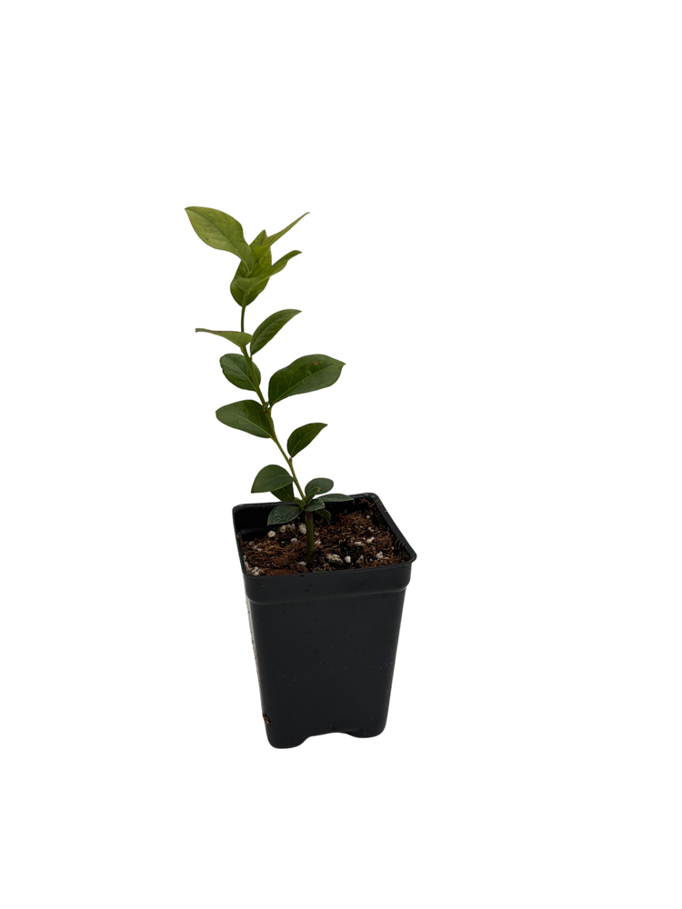 Blue Crop Blueberry Plant - 2.5" Pot - Large/Delicious/Midseason - No Shipping to Washington State or Oregon
