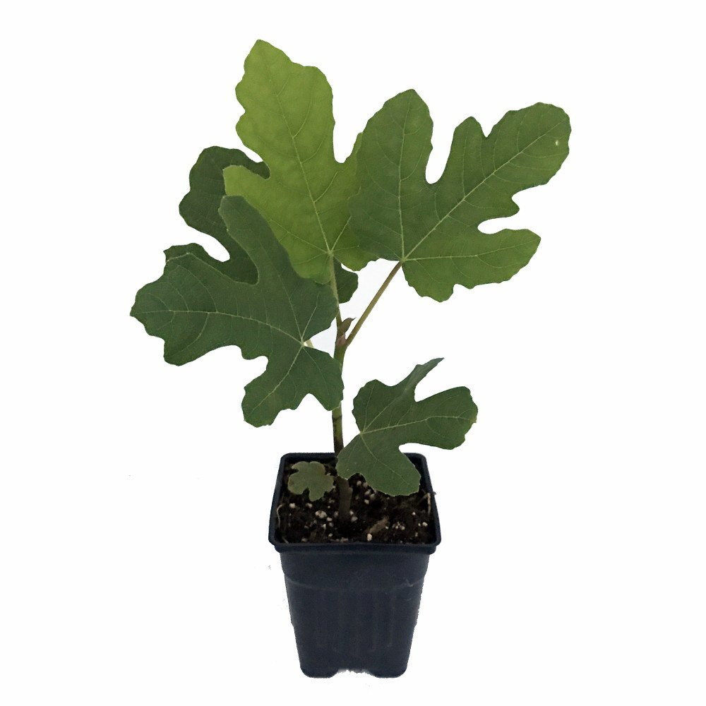 Hardy Chicago Edible Fig Plant - Ficus carica - The Hardiest Fig - 2.5" Pot