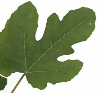 Hardy Chicago Edible Fig Plant - Ficus carica - The Hardiest Fig - 2.5" Pot
